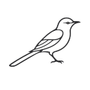 Mockingbird